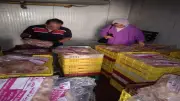 ضبط 1.35 طن دواجن فاسدة في مجزر غير مرخص بالمحلة الكبرى بالغربية